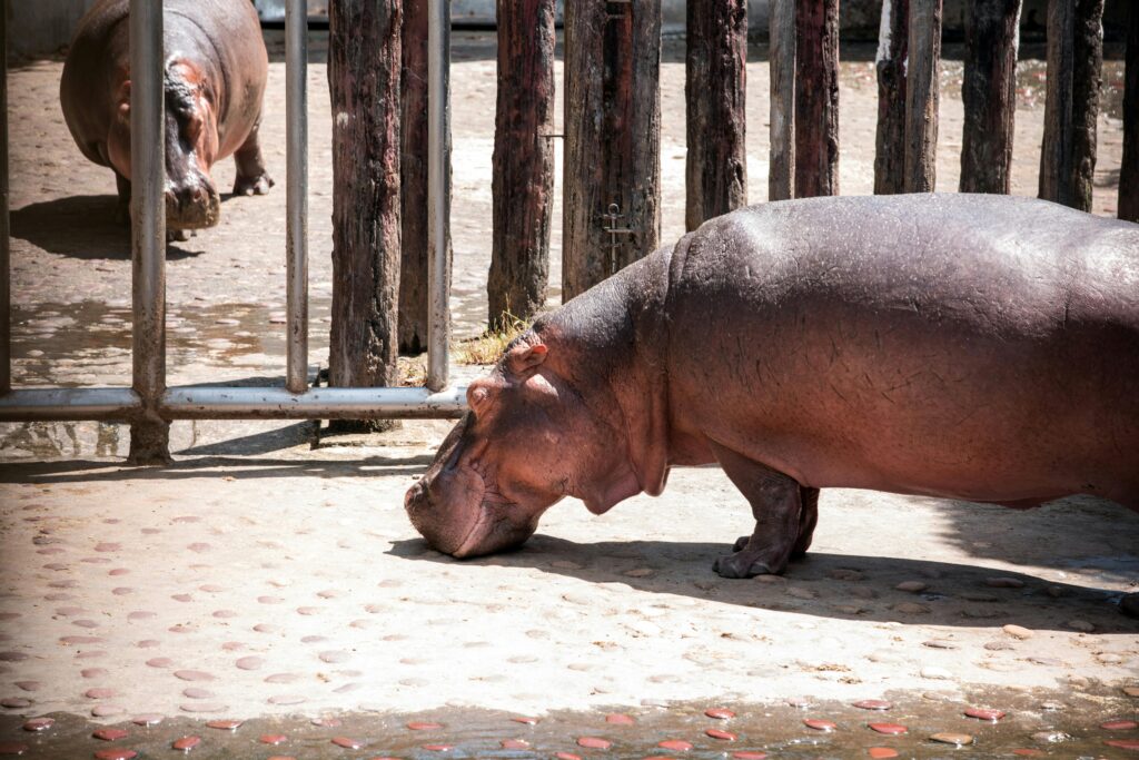 Private Zoo Experience