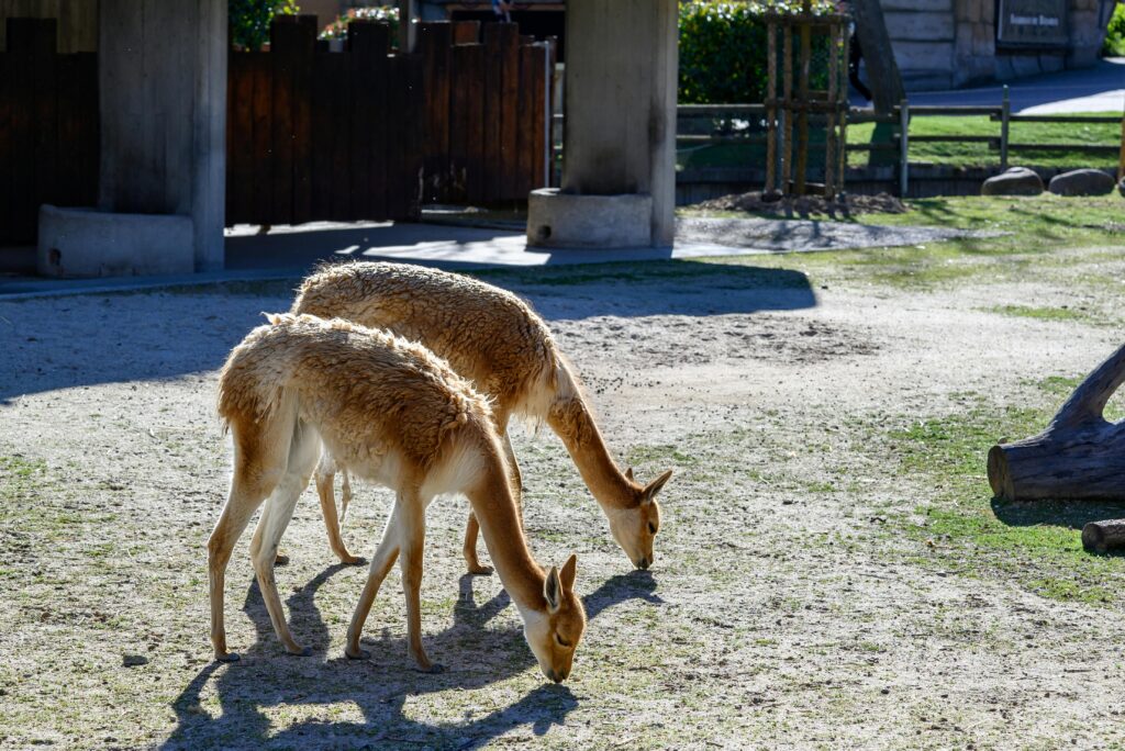 Private Zoo Experience