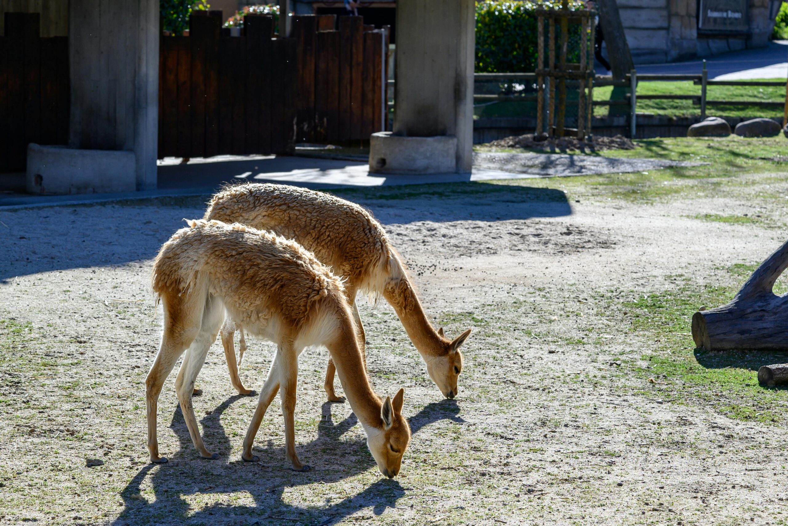 Private Zoo Experience