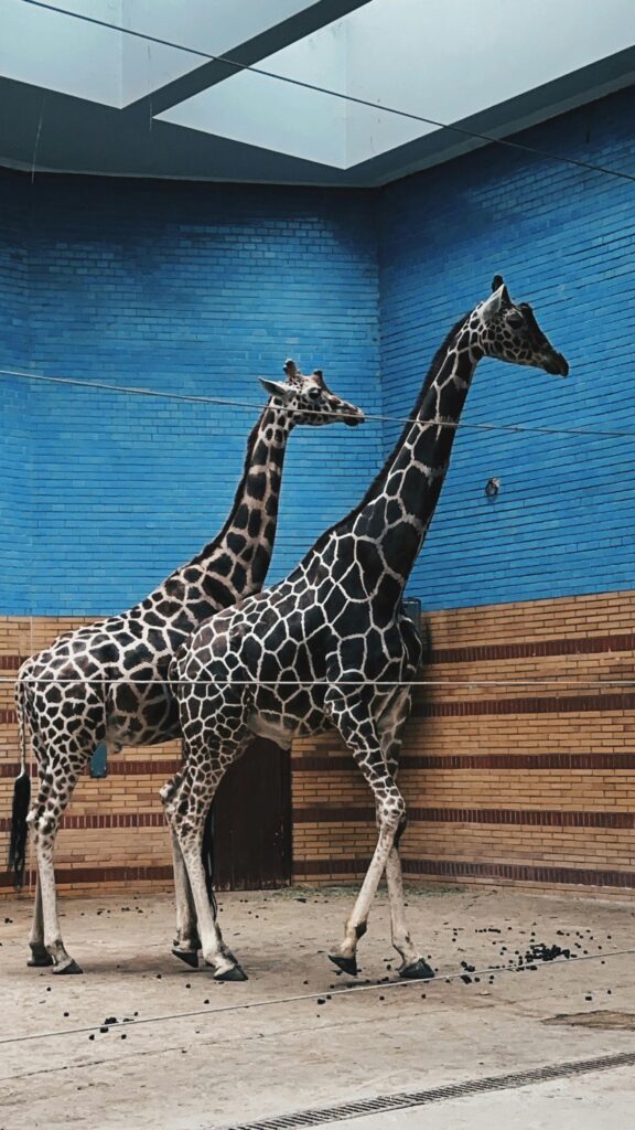 Private Zoo Experience