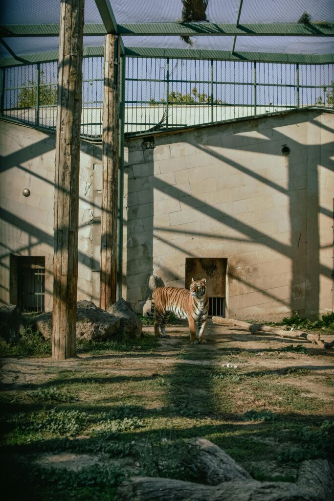 Private Zoo Experience